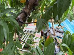 -老袁家蜜桃农场·阳山水蜜桃