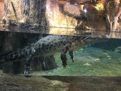 -迪拜水族馆及水下动物园