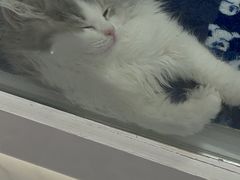 -1013 PET SHOP精品宠物商店(丁香店)