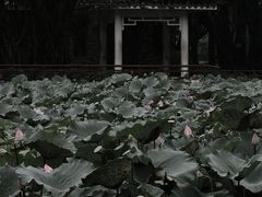 -荔湾湖公园