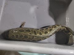 -金三可市井水煮鱼(金碧园店)