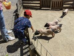 -前小桔亲子创意农场·草莓采摘·露营烧烤