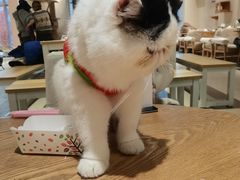 -藏猫猫咖啡主题馆(中央大道店)