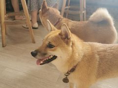 -柴犬高等学院·狗咖·柴犬售卖·宠物训练