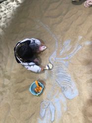 -恐龙探索乐园(磁器口店)