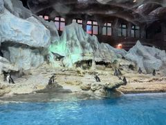 -帝企鹅自助餐厅•儿童岛•真企鹅(长隆企鹅酒店)