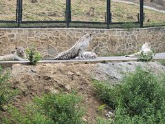 -大连森林动物园