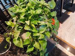 -洛阳宴·洛阳菜(南昌路店)