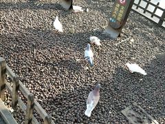 -西湖外事游船(湖滨二公园外事游船码头)