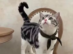 -瑞鹏宠物医院·普外科·影像科·皮肤科(城市山谷分院)