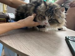 -博特宠物医院24h犬猫全科.骨科·异宠