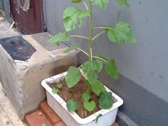 WP_20130610_050-百花深处胡同