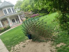 -J Create城市露营咖啡·简餐·宠物(上海动物园店)