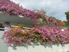 -深圳仙湖植物园