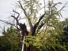 -上海佘山国家森林公园天马山园