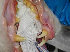 -纳吉亚猫专科动物诊疗中心(蒋宅口分院)