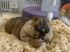 -怪兽屋·羊驼·猫咖·狗咖(俊华广场店)