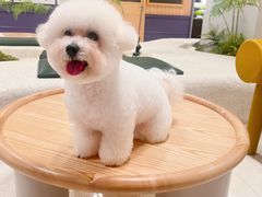 -帕帕拉兹宠物(亚洲旗舰店)