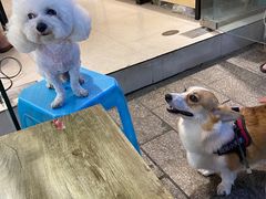 -黄连大头华烧鹅店(大良店)