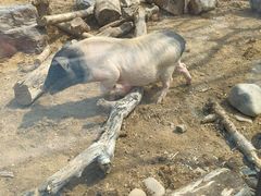 -大连森林动物园