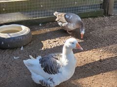 -费瑟代尔野生动物园