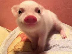 -萨莉亚意式餐厅(新洲家乐福店)