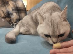 -滚猫咖啡·猫咖·猫友好撸猫(未来城店)