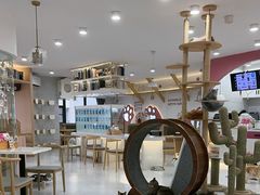 -喵园·猫主题咖啡厅·撸猫·猫咖(国贸店)