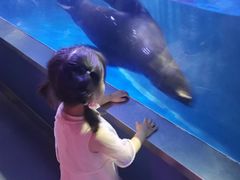 -石家庄海洋公园