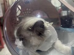 -FAELING PETS美天灵宠物(合生汇店)