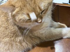 -藏猫猫咖啡主题馆(中央大道店)