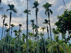 -兴隆槟榔园休闲农庄