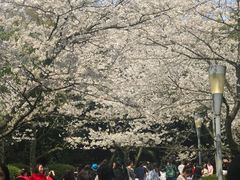 -武汉大学-樱园