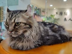 -李小姐の猫咖啡馆(五角场店)