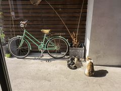 -猫里有甜