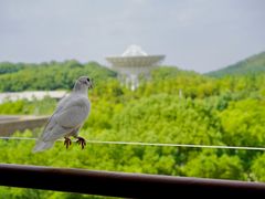-上海佘山世茂艾美酒店