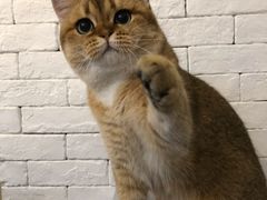 -艾贝尔宠物医院·24H转诊中心·肿瘤猫专科(江宁双龙店)