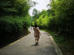 -都江堰中华大熊猫苑
