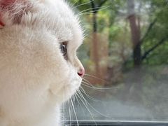 -momokira米努特·德文卷毛猫·棉花面纱犬