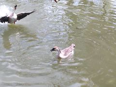 -海珠湖公园