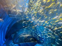 -太平洋海底世界