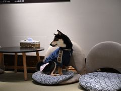 -逗柴咖啡屋·狗咖猫咖宠物桌游