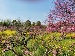 -南汇桃花村