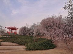 -大望京公园