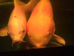 iphone_upload_pic-周忆刺青原创设计定制