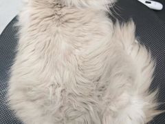 -八公叔叔宠物美容连锁(春申店)