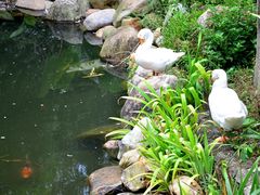 -厦门园林植物园-植物园滴水山房