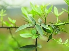 -终南山国家森林公园