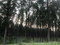 -塞罕坝国家级自然保护区