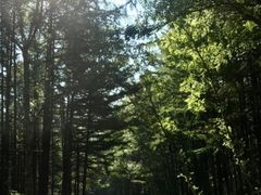-六里坪国家森林公园